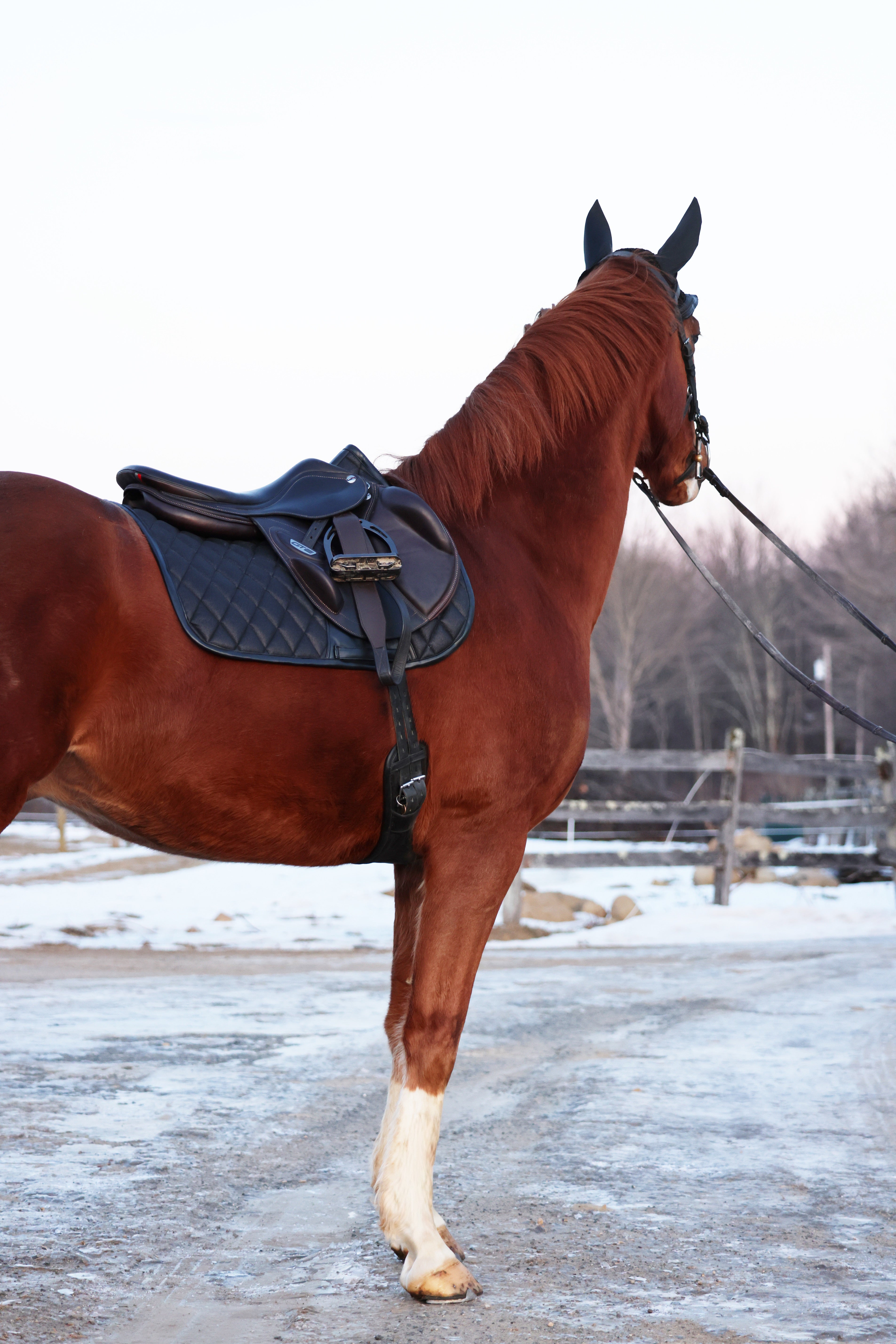 Jump Saddle Pad | Black Ice San Eligius
