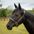 Jeffers Softie Padded Leather Halter for Horses Jeffers