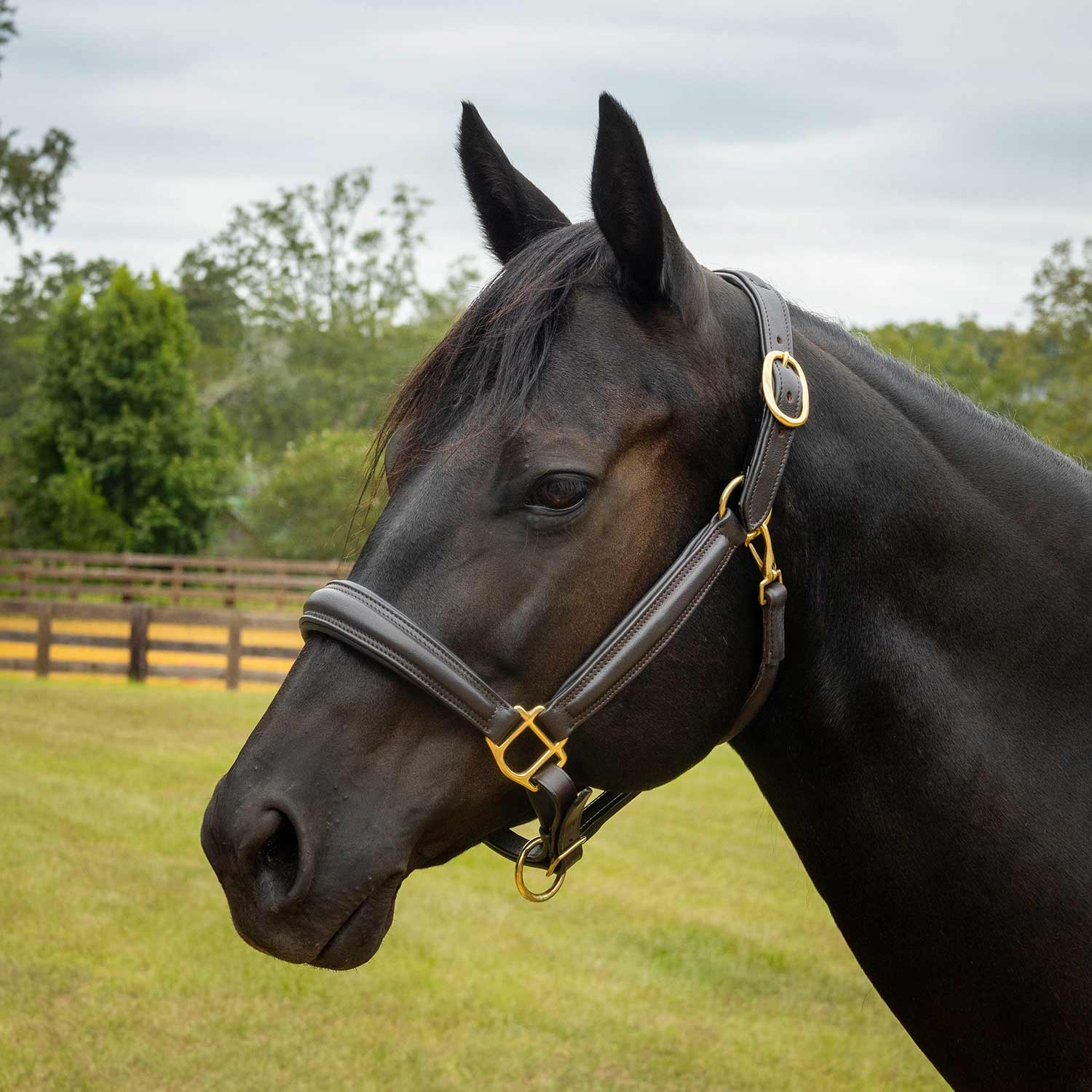 Jeffers Softie Padded Leather Halter for Horses Jeffers